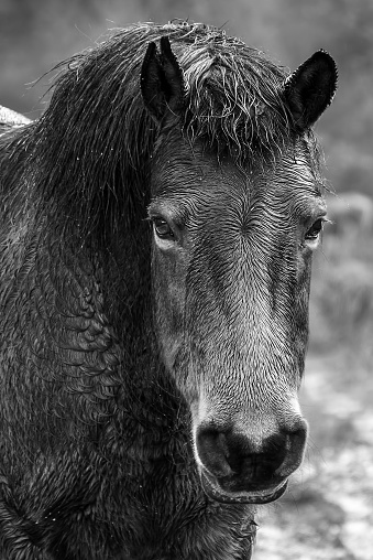 Portrait of a wet pretty wild horse in black and white