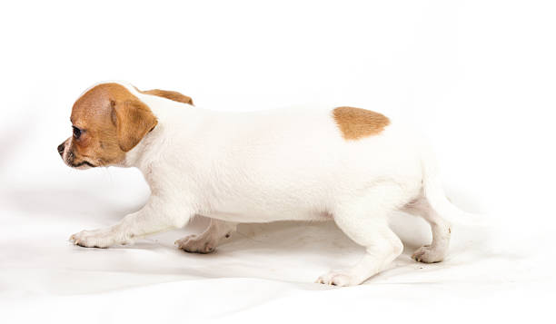 istock Chihuahua puppy on white background 468144817