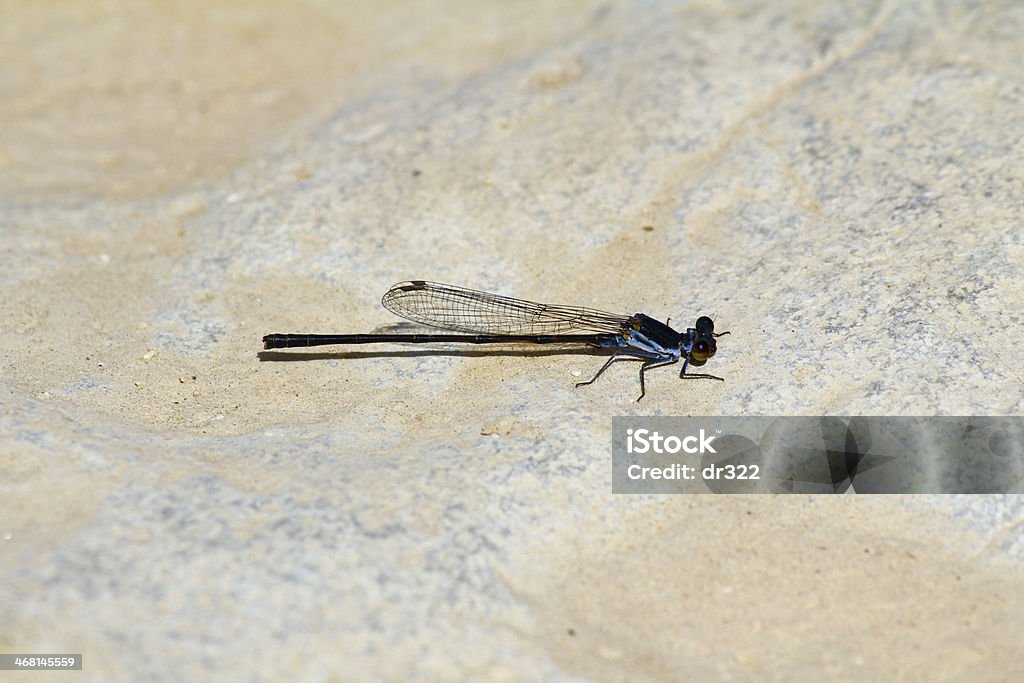 Libelle im Oman - Lizenzfrei Blau Stock-Foto