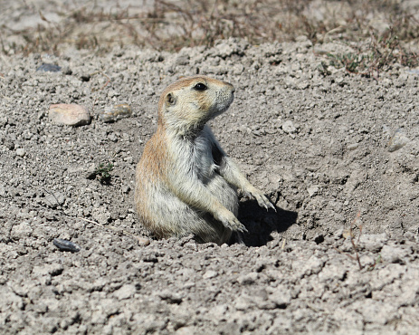 The Uinta ground squirrel (Urocitellus armatus) in Yellowstone National Park, Wyoming.