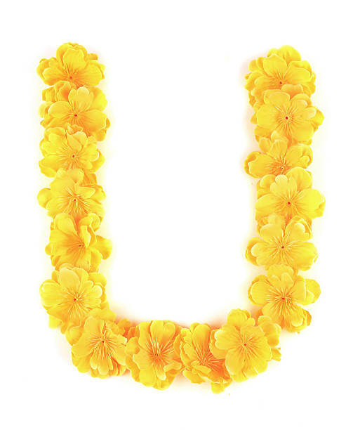 istock Letter U flower alphabet. 468146159