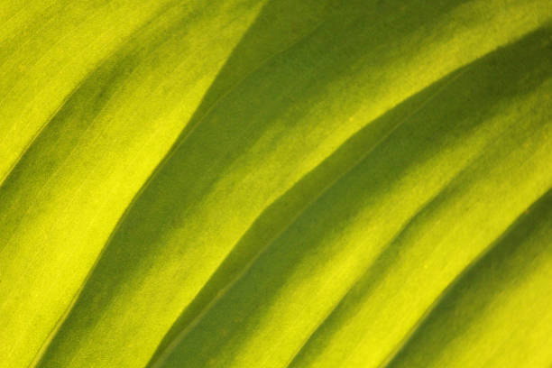 istock Closeup view of a green leaf 468148516