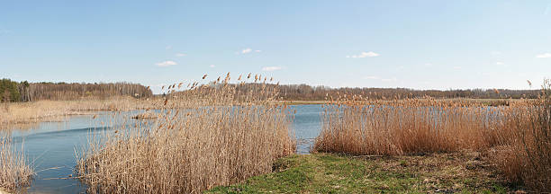 istock Lake view in the forest 468148742