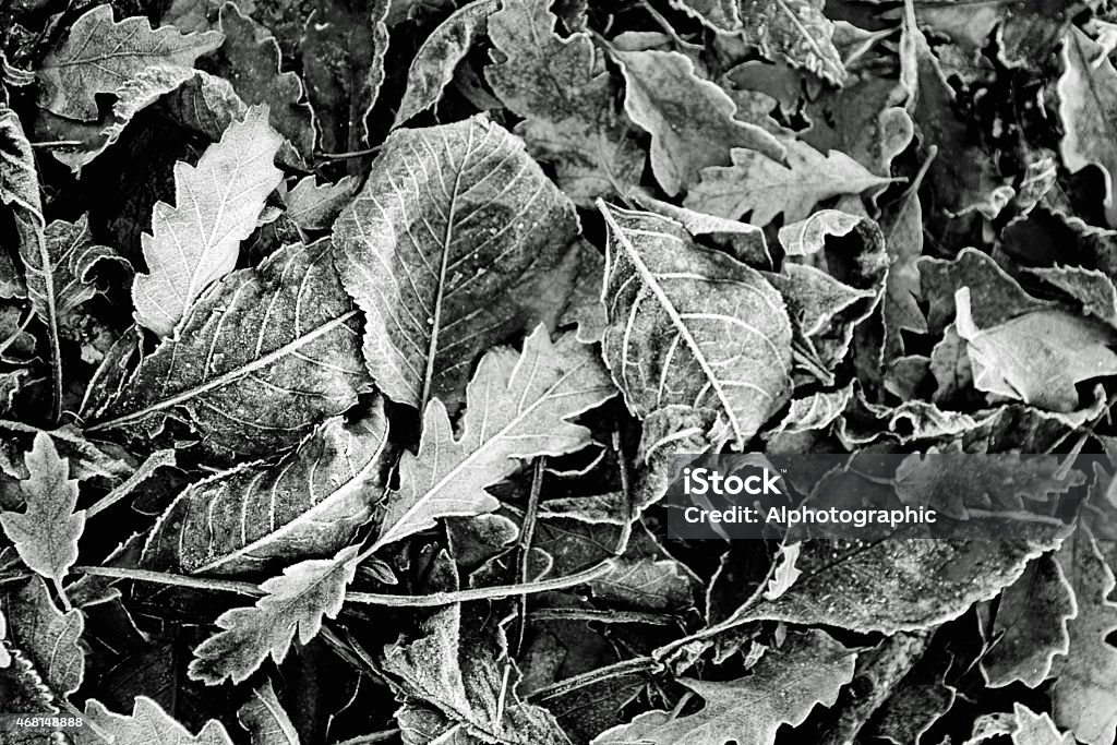 Frozen leaves covered in frost on a park bench Frost covered leaves in Huntingdon, Cambridgeshire. 2015 Stock Photo