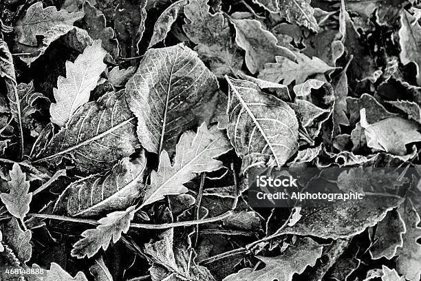 Frozen Leaves Covered In Frost On A Park Bench Stock Photo - Download Image Now - 2015, Art, Art And Craft