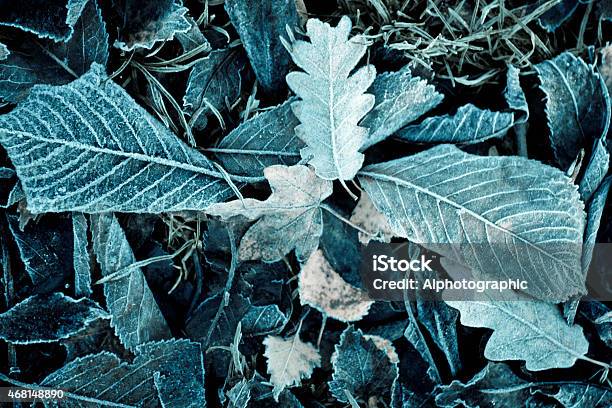 Frozen Leaves Covered In Frost On A Park Bench Stock Photo - Download Image Now - 2015, Art, Art And Craft