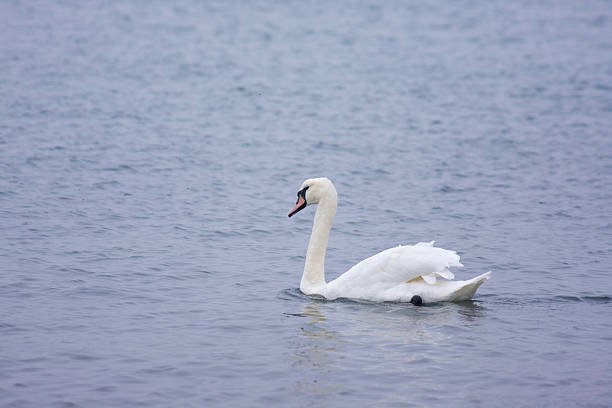 swan - fotografia de stock