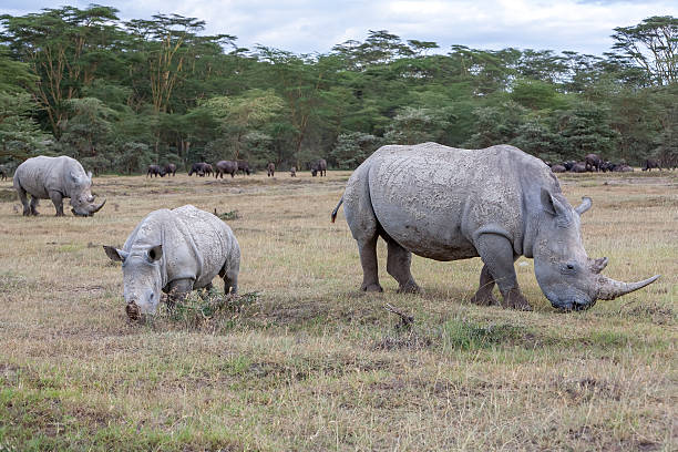 istock Safari - rhinos 468150678