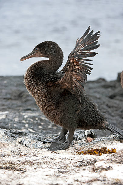 istock An embarrassment of wings; Flightless Cormorant, Galapagos 468151124