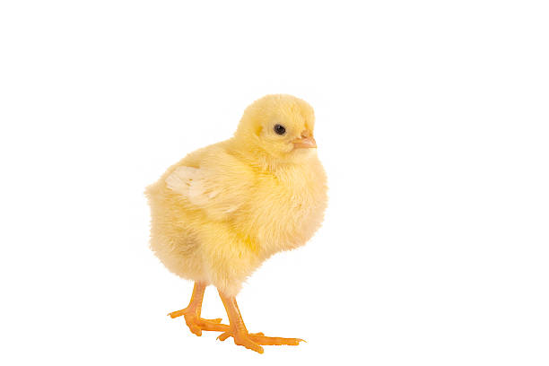 Walking easter chick stock photo