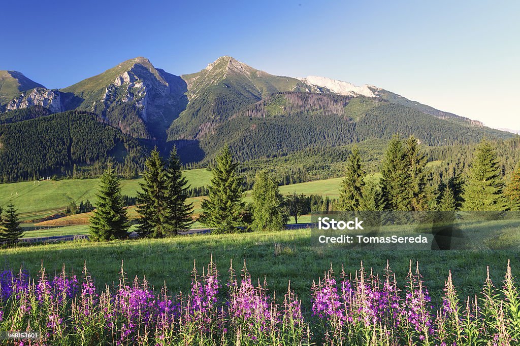 Beauty mountain panorama with flowers - Slovakia Slovakia Stock Photo