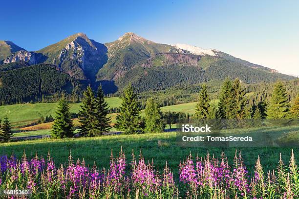 Beauty Mountain Panorama With Flowers Slovakia Stock Photo - Download Image Now - Slovakia, Tatra Mountains, Activity