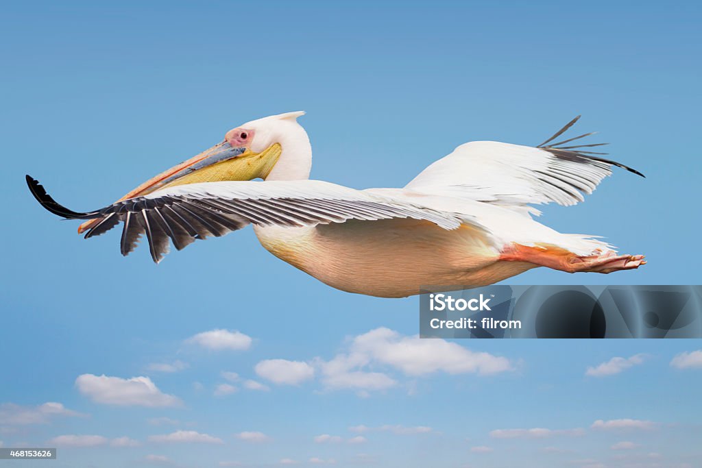 flying pelican 2015 Stock Photo