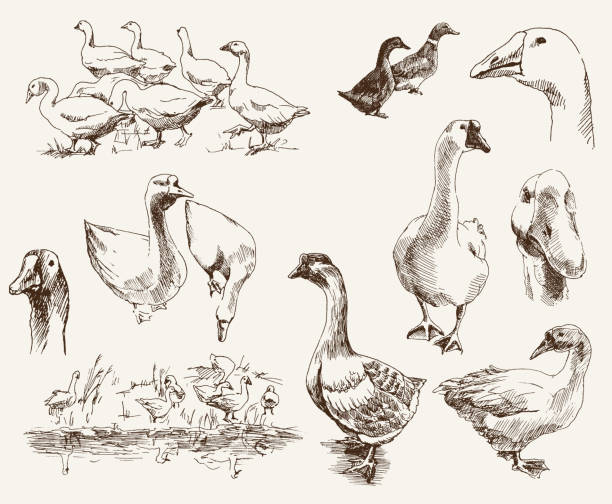 breeding geese. set of vector sketches