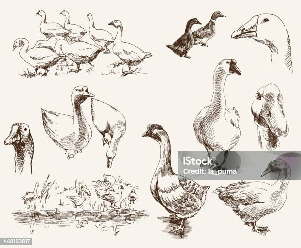 A Bunch Of Different Geese Icons Stock Illustration - Download Image Now - Duck - Bird, Old-fashioned, Goose - Bird