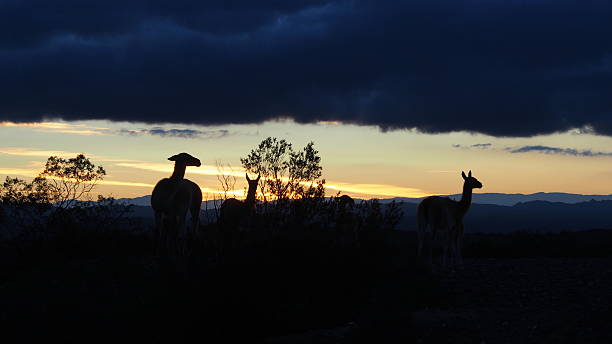 gruppe von lamas in der dämmerung in moon valley, argentinien - siluete stock-fotos und bilder