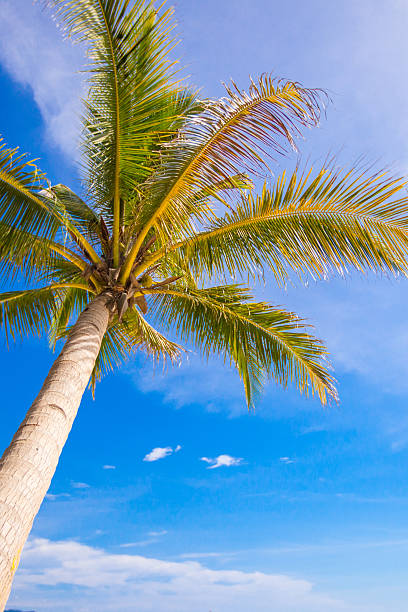 istock Coconut Palm tree on the sandy beach background blue sky 468155193
