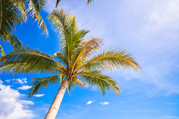 istock Coconut Palm tree on the sandy beach background blue sky 468155201