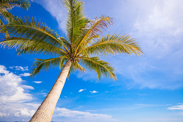 istock Close-up of a big palm tree on background blue sky 468155205