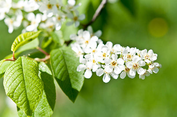 istock Flowers of a bird cherry 468157036