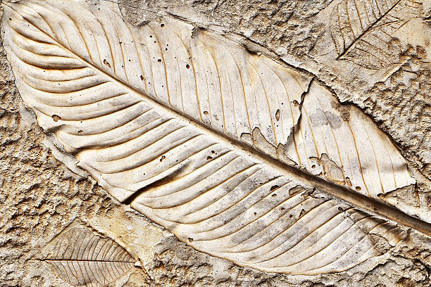 istock Marks of leaf on the concrete pavement. 468157810