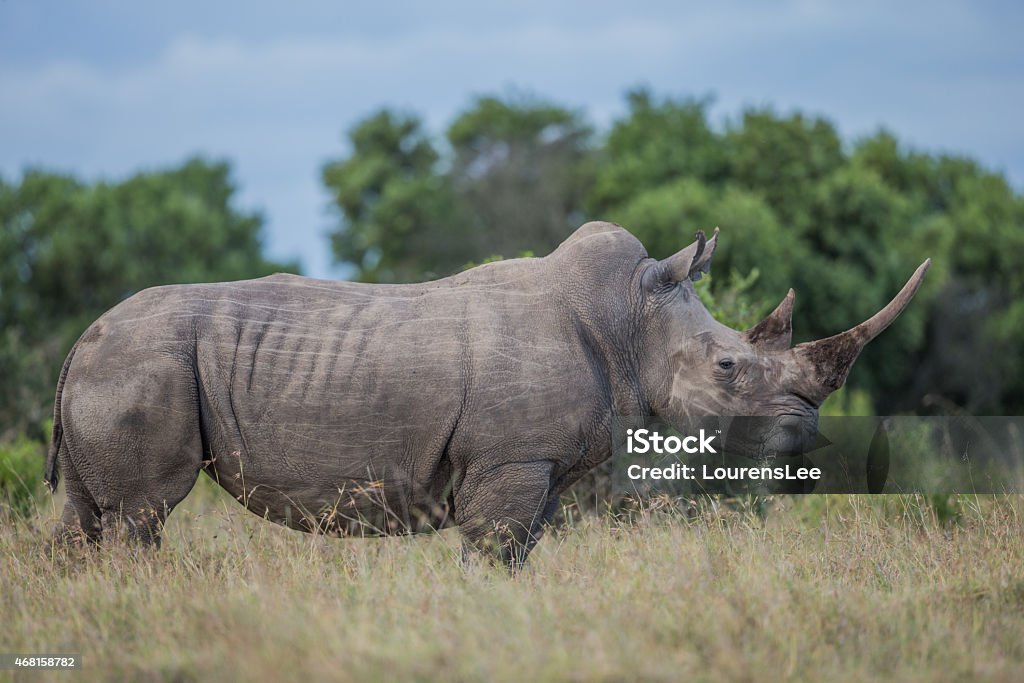 RHINO SIDE VIEW Rhino side view in all it glory 2015 Stock Photo