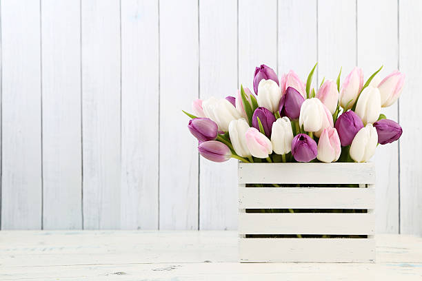 túlipas - bouquet mothers day tulip flower imagens e fotografias de stock