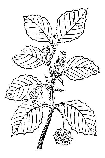 antyczne ilustracja przedstawiająca fagus sylvatica (european beech lub wspólne beech) - beech leaf stock illustrations