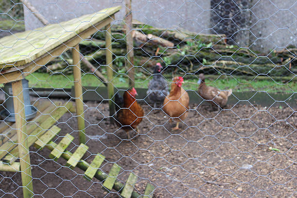 istock Image of free range chickens in outdoor run, chicken-wire coop 468162452