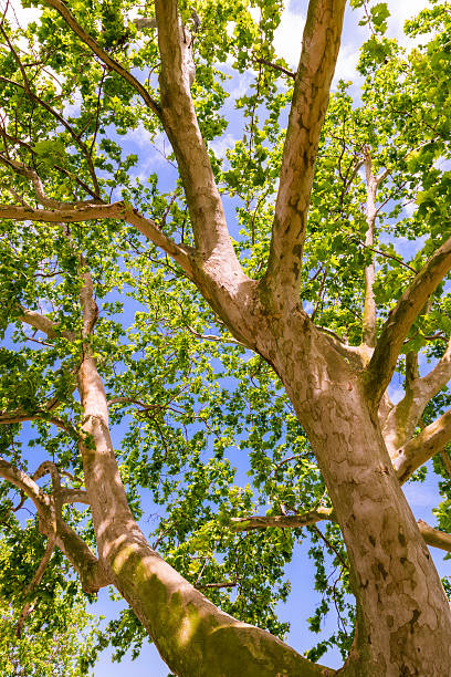 istock sycamore tree leaves and branches foliage canopy 468164401