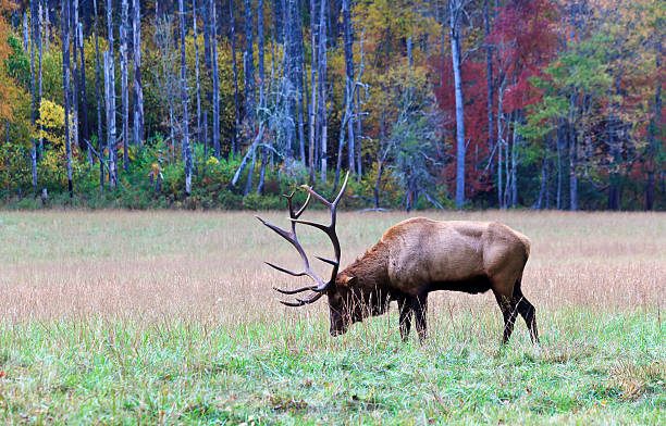 Elk in an Autumn Field stock photo