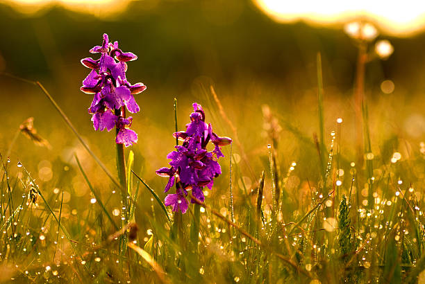 manhã no terreno - rare flower orchid beautiful - fotografias e filmes do acervo