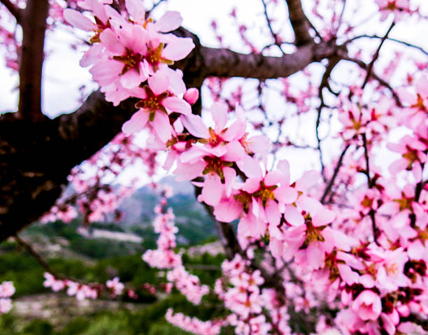 Pink Almond Tree Blossoms in Springtime stock photo