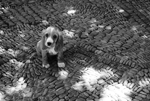 Black and white image of a little spaniel puppy sitting in a pebbled courtyard, looking cute and sad.