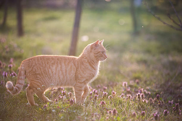 istock The lonely cat walks on city park 468168184