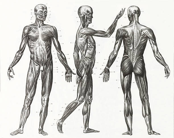 Multiple illustrations of human muscles and ligaments Engraved illustrations of Anatomy of the Ligaments and Muscles from Iconographic Encyclopedia of Science, Literature and Art, Published in 1851. Copyright has expired on this artwork. Digitally restored. male human anatomy diagram stock illustrations