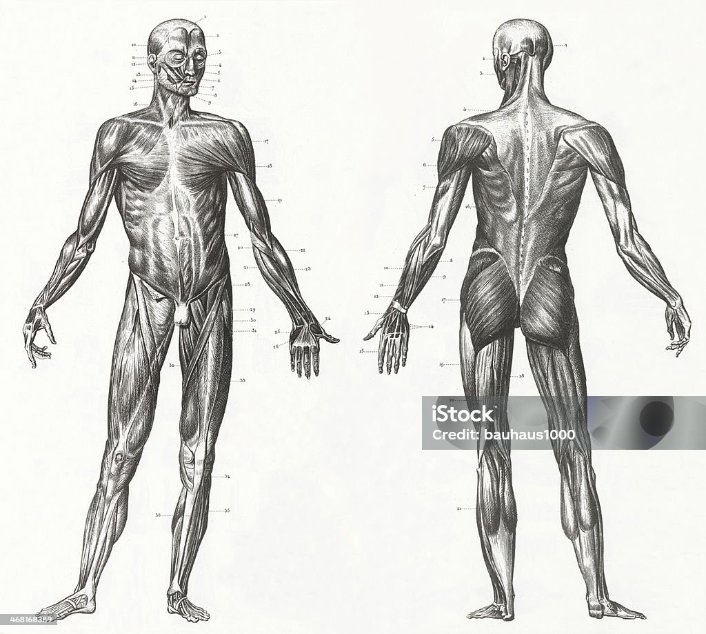 Los músculos y Ligaments grabado - Ilustración de stock de Cuerpo humano libre de derechos