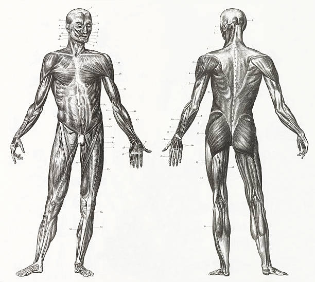 ilustraciones, imágenes clip art, dibujos animados e iconos de stock de los músculos y ligaments grabado - espalda partes del cuerpo