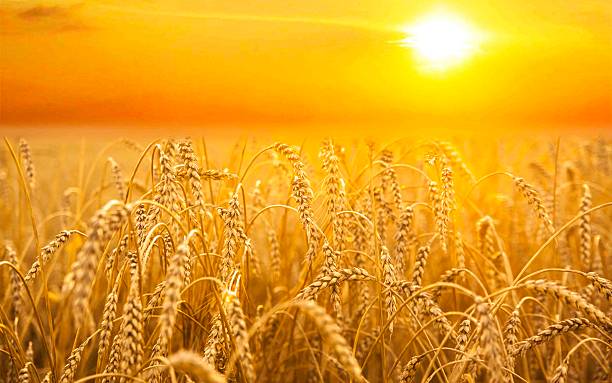backdrop of ripening ears  yellow wheat field on  sunset