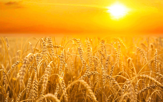 backdrop of ripening ears of yellow wheat field on the sunset cloudy orange sky background of the setting sun on horizon