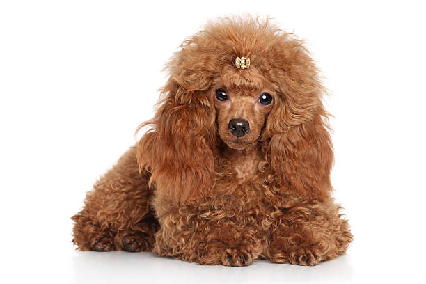 istock Red toy poodle puppy 468168682