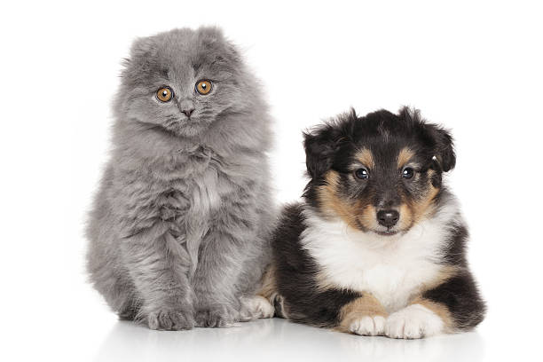 istock Dog and Cat together on white background 468168724