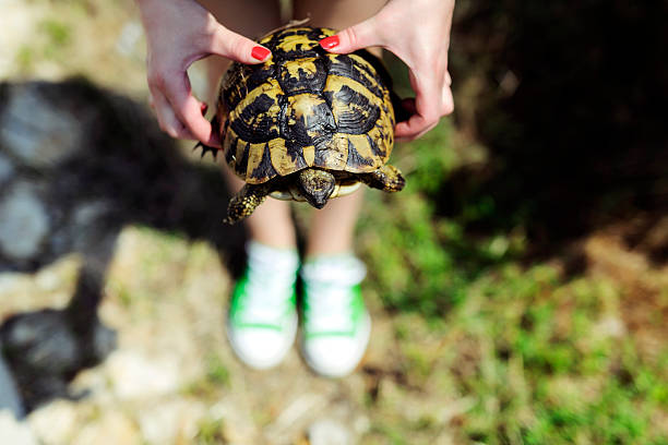 istock turtle in woman hands 468168840