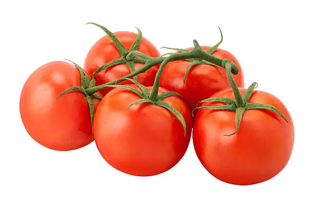 Tomatoes on the Vine with a clipping path, isolated on white. The image is in full focus, front to back.