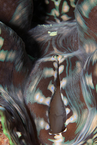 istock Giant clam close up 468169517