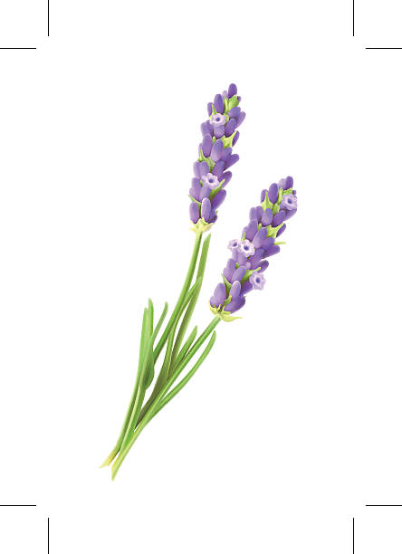 illustrations, cliparts, dessins animés et icônes de fleurs de lavande, illustration vectorielle - lavender spa treatment health spa flower