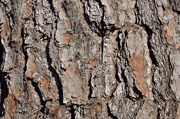 casca de árvore de pinho - cedrine imagens e fotografias de stock