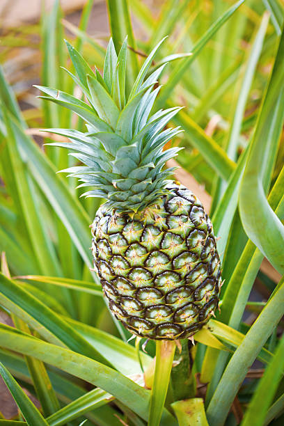 istock Pineapple Plant, Fruit Crop in Plantation Field Ready for Harvest 468173086