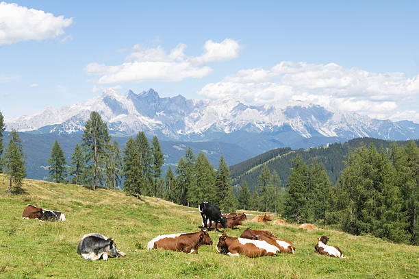 istock Salzburger Land, Cattle resting on mountain pasture 468176258