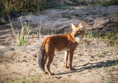 An alert wild Dhole, aka Indian Wild Dog, 